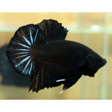 Betta Plakat Black mascul L