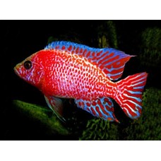 Ciclide pink peacock 