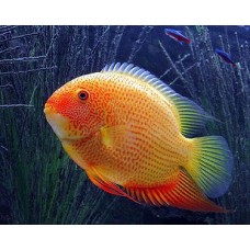 Ciclide golden severum red spotted