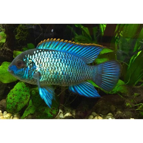 electric blue acara