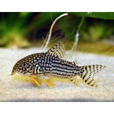 Corydoras sterbai 