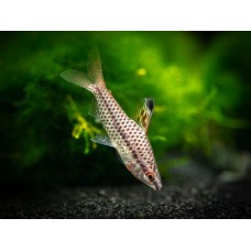 Chilodus punctatus 