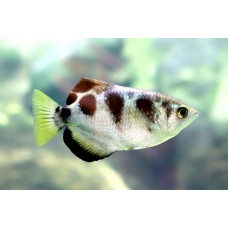 Archer Fish 