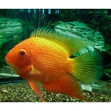 Ciclida Golden Severum L