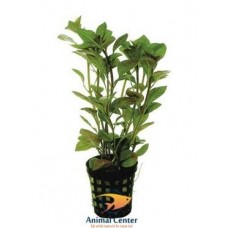 LUDWIGIA REPENS