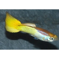 Guppy German Yellow Male L