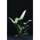 Adult Aquarium Plants 8-14 cm
