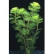 Aquarius / free aquarium plants