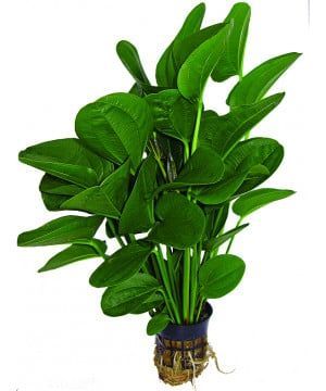 Plante de acvariu adulte 8-14 cm în ghiveci