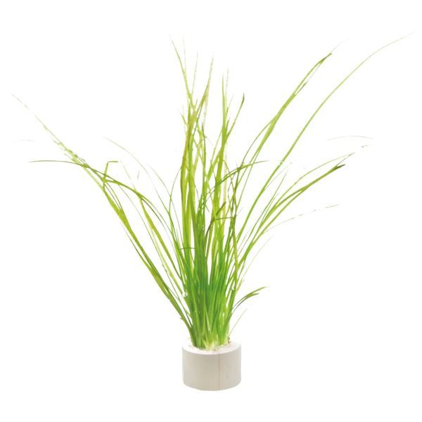 Plante de acvariu cu inel/libere