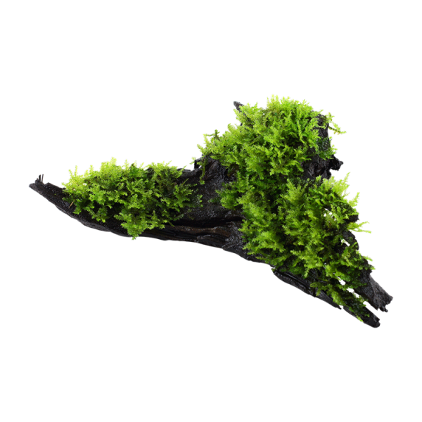 Decor lemn cu planta