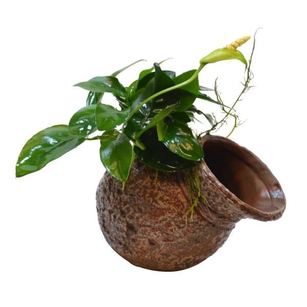 Plante pe material deco