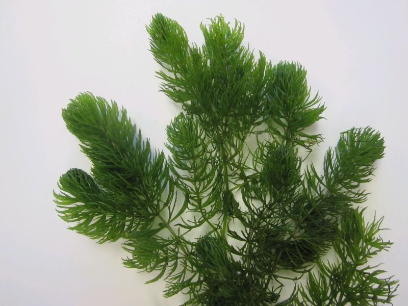Legaturi ECO