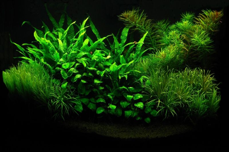 Plante