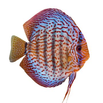 DISCUS LEOPARD