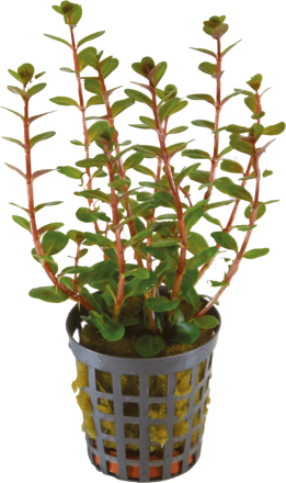 ROTALA BLOOD RED 5CM POT