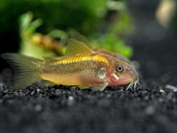 GOLD LASER CORYDORAS