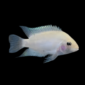 CICLIDE NIGROFASCIATUS ALBINO