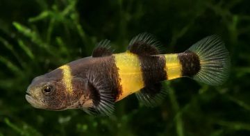 BORNEO BUMBLE BEE GOBY