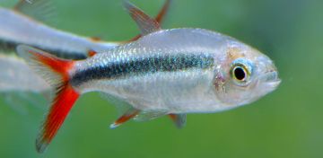 TETRA PENGUIN RED TAIL