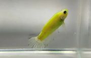 BETTA VERZI GLOW masculi