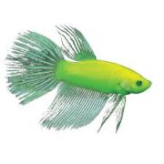 BETTA VERZI GLOW masculi