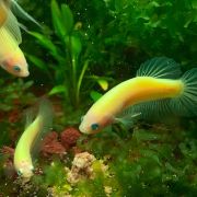BETTA VERZI GLOW femele