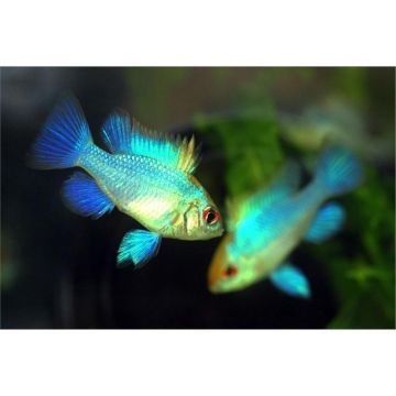 RAMIREZI ELECTRIC BLUE