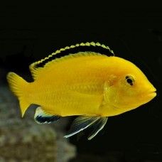 CICLIDE CAERULEUS L