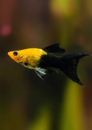 MOLI GOLD BLACK