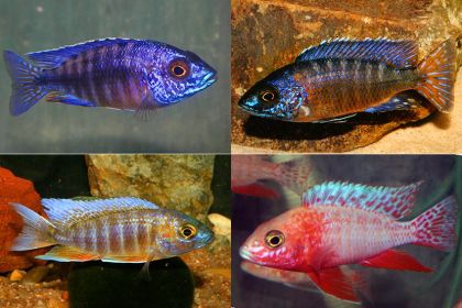 AULONOCARA AMESTEC XL