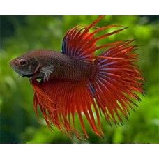 BETTA CROWNTAIL - masculi