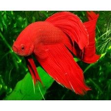 BETTA SPLENDENS - masculi
