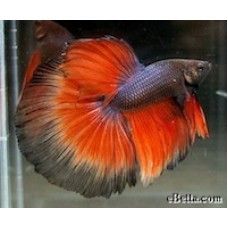 BETTA SUPER DELTA - masculi