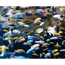 CICLIDE AFRICANE ASORTATE XXL