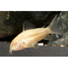 CORYDORAS ALBINO L