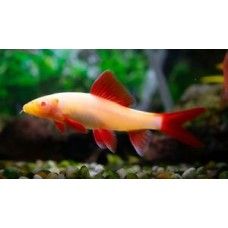 LABEO FRENATUS ALBINO