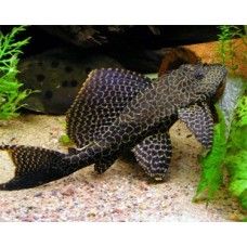 PLECOSTOMUS GIBBICEPS M