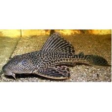 PLECOSTOMUS HYPOSTOMUS M