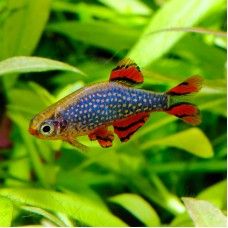 RASBORA GALAXY