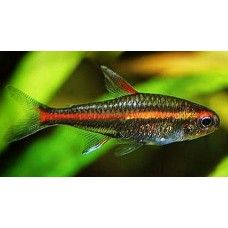 TETRA GLOWLIGHT (GRATILIS)