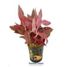 ALTERNANTHERA CARD. VARIEGATUS 5 CM POT