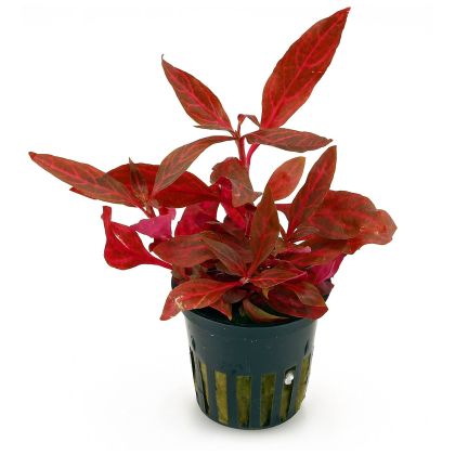 ALTERNANTHERA REINECKII 5 CM POT