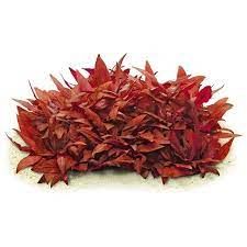 ALTERNANTHERA REINECKII MINI 5 CM POT