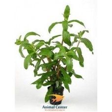 AMMANIA GRACILIS 5 CM POT