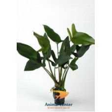 ANUBIAS HASTIFOLIA 5 CM POT