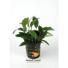 ANUBIAS NANA BONZAI 5 CM POT - N