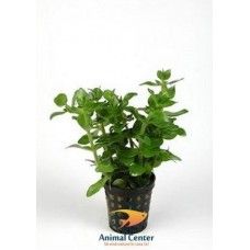 BACOPA AMPLEXICAULIS SUBMERS ECO BUNCH