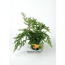 BOLBITUS HEUDELOTII 14 CM POT