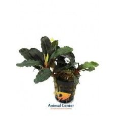 BUCEPHALANDRA THEIA 5 CM POT - N